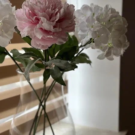 Apartment Schoene Drei Raumwohnung. Hell,stilvoll, Gemuetlich.